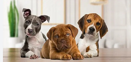 Tenencia de mascotas